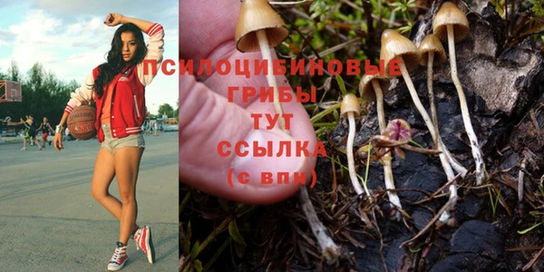прущие грибы Куйбышев