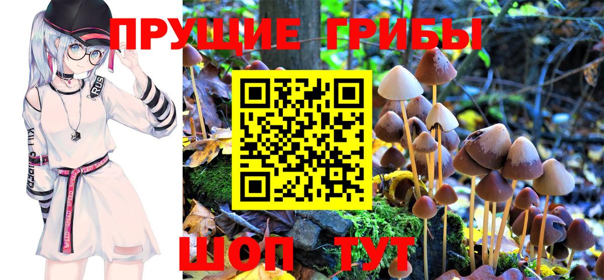 Псилоцибиновые грибы Cubensis Лабинск